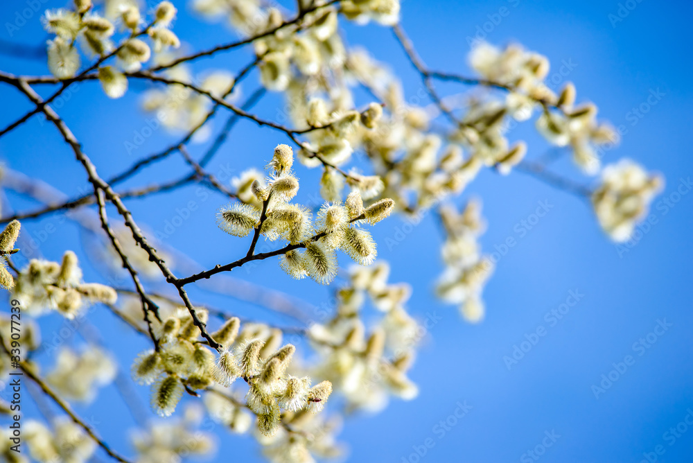Blossoming willow in the early spring on a background of blue sky
Blossoming willow in the early spring on a background of blue sky