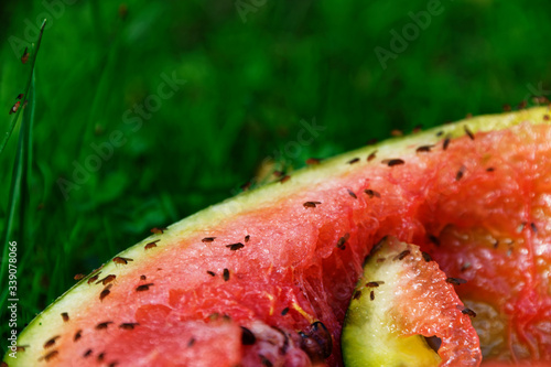 Fruit flies congregate on the edge of a discarded watermelon