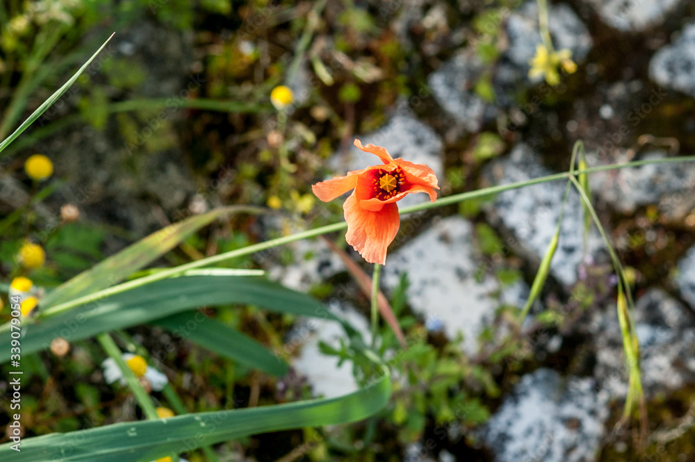Obraz premium high angle view of a pop flower swinging