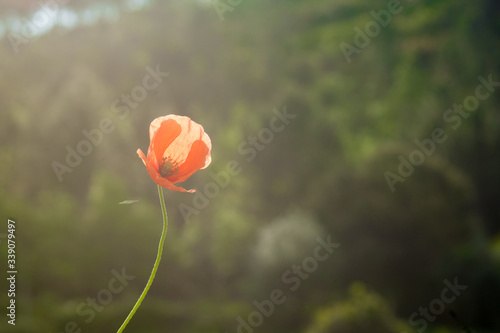 beautiful lonely orange poppy flower.