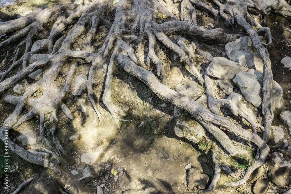 Old Tree roots in the water of  Krka National Park, Croatia