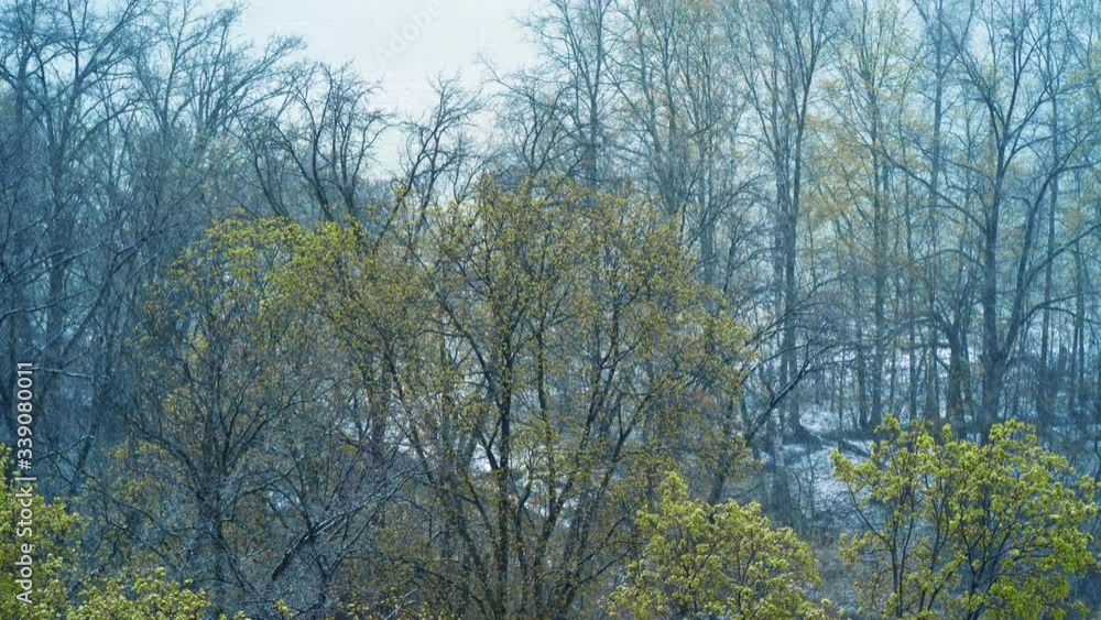 Abnormal weather, snow with wind in April spring forest, view from above. Climate changes Abnormal weather, snow with wind in April spring forest, view from above. Climate changes