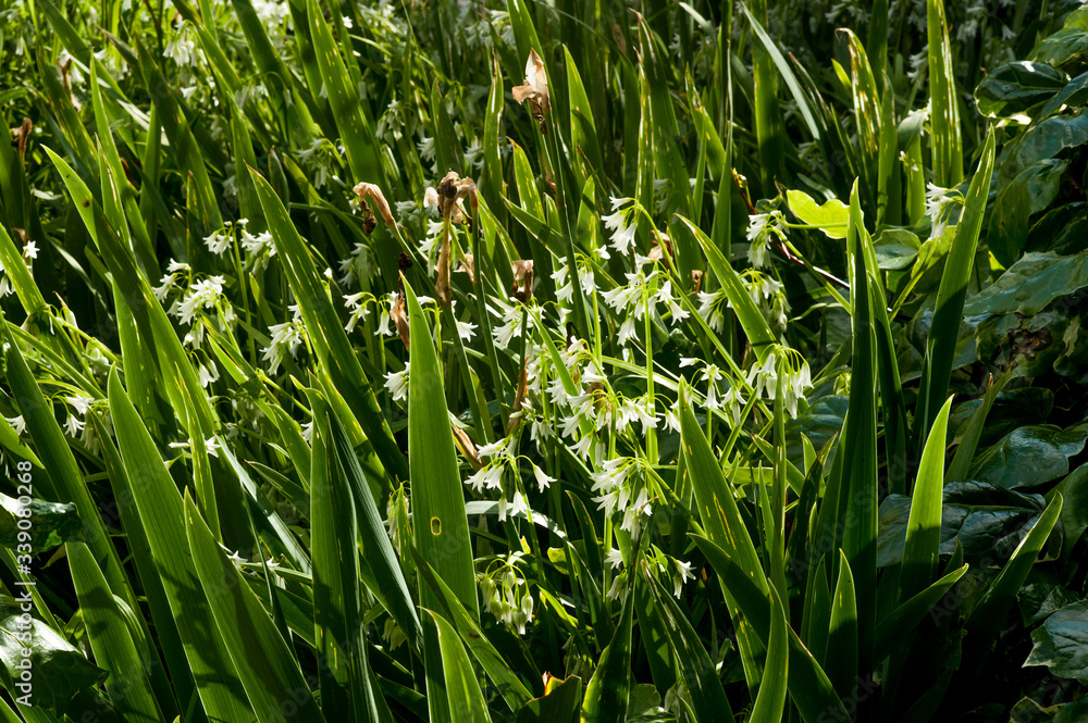 beautiful white flowers on a tree in a green bush. beautiful white flowers on a tree in a green bush.