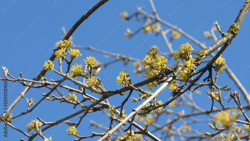 flowering tree in spring. tree with yellow flowers on branches. flowering tree in spring. tree with yellow flowers on branches.