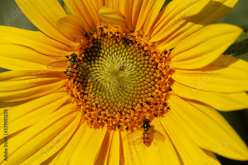 Close-up of bees collecting nectar from sunflower in summer 