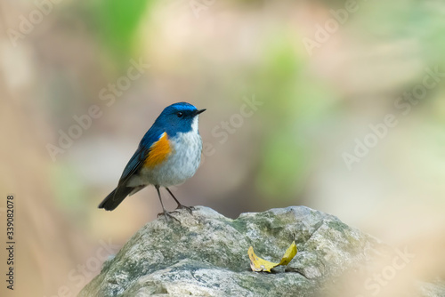 The Himalayan bluetail or Himalayan red-flanked bush-robin  © tahir