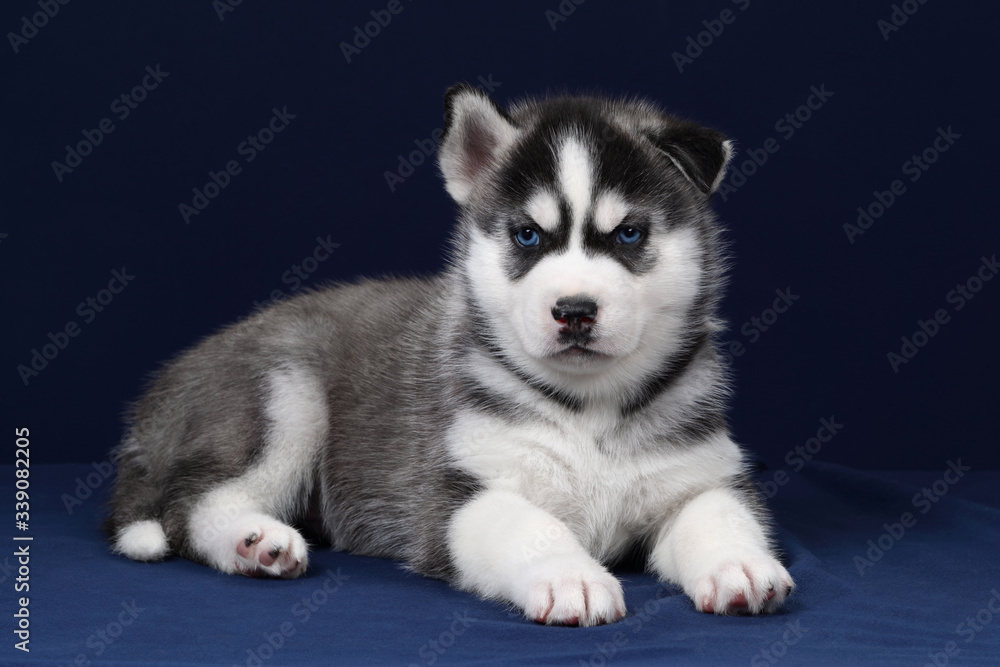 Cute little siberian husky puppy lying on a blue background