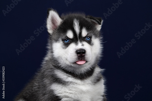 Cute little siberian husky puppy, portrait