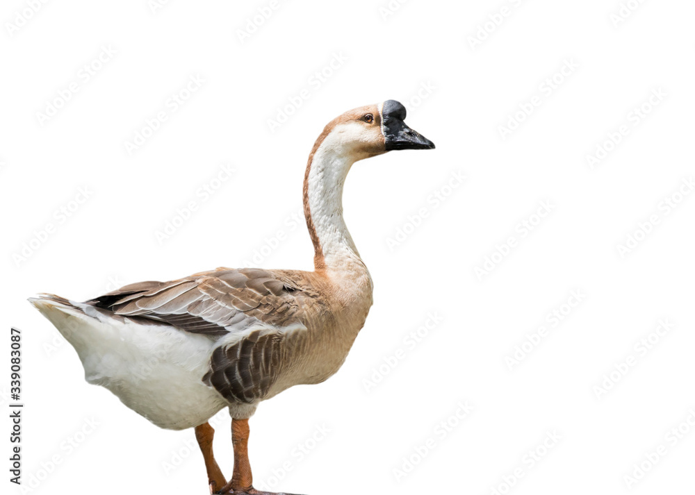 Image of african goose on white background. Animal. Image of african goose on white background. Animal.