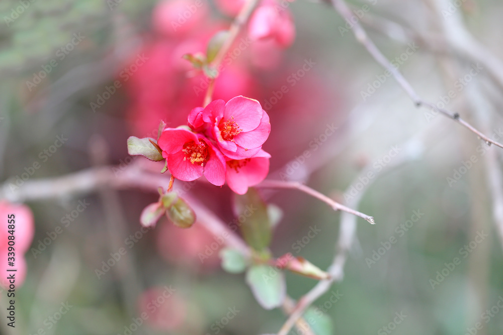 spring multicolored flowers on a blurry background spring multicolored flowers on a blurry background