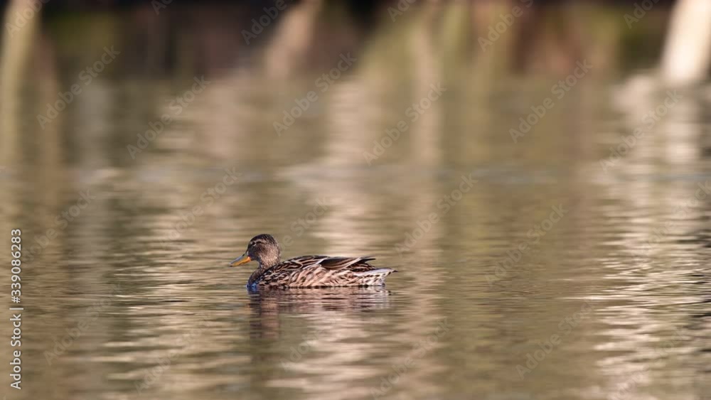 Mallard couple swimming on the lake, mating time, spring, (anas platyrhynchos), germany Mallard couple swimming on the lake, mating time, spring, (anas platyrhynchos), germany