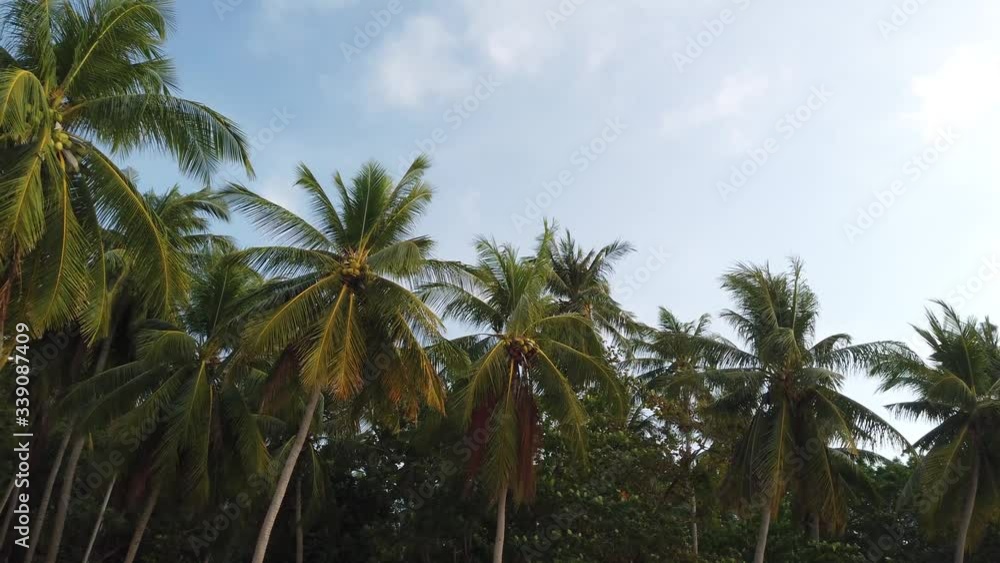 Slender palm trees stand along the paradise beach Slender palm trees stand along the paradise beach