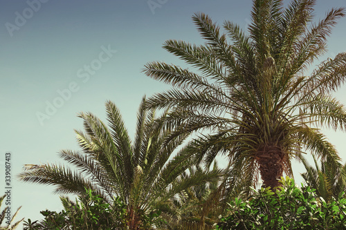 Tropical palm trees with beautiful leaves outdoors
