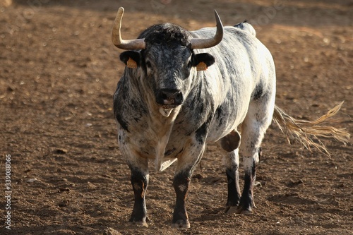 Fototapeta Naklejka Na Ścianę i Meble -  Bull in spain in the green field