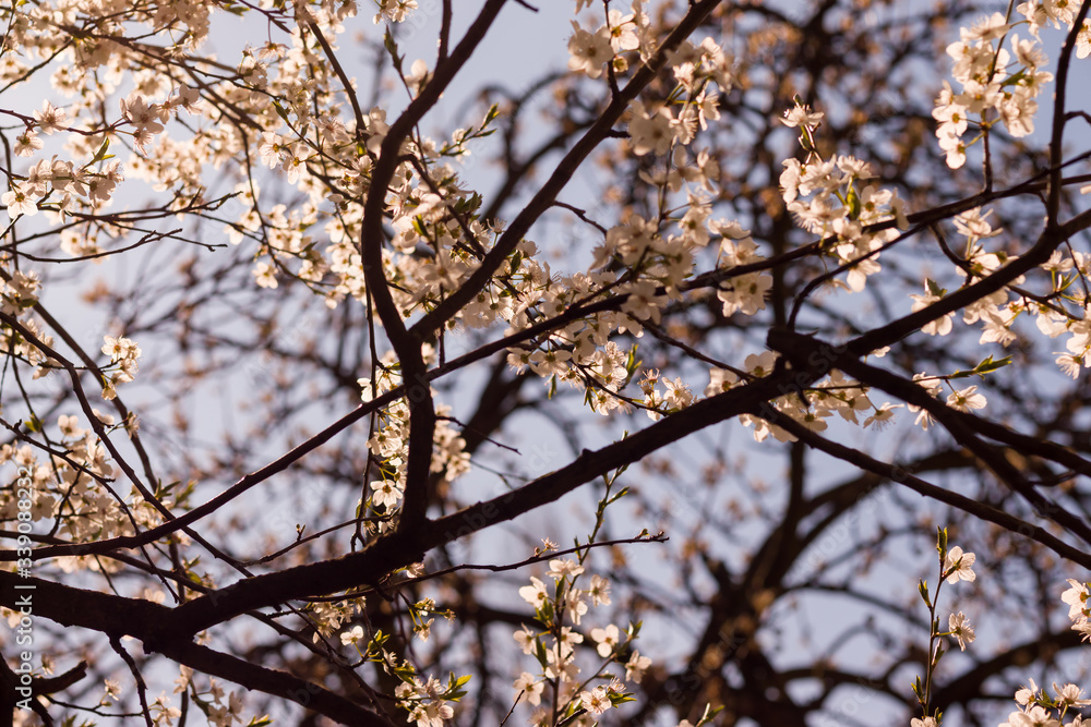 The branches of a blossoming tree. Cherry tree in white flowers. Blurring background. Evening The branches of a blossoming tree. Cherry tree in white flowers. Blurring background. Evening
