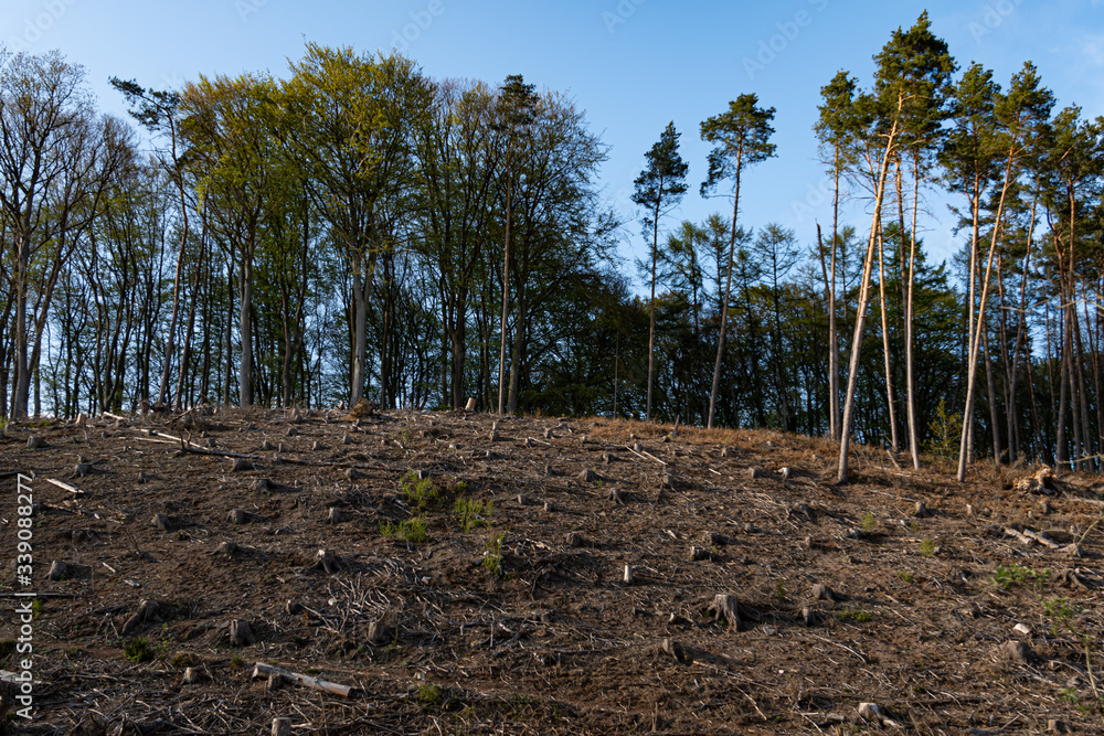 A cleared forest area with trees in the background A cleared forest area with trees in the background