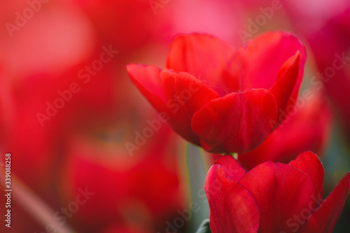 closeup view of red tulips.
