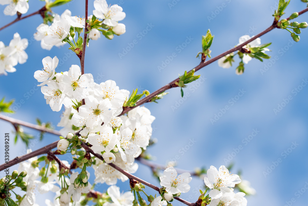 Spring Background. Branch of Cherry Flowers Spring Background. Branch of Cherry Flowers