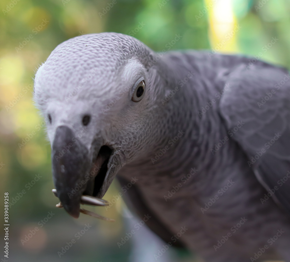 Fototapeta premium A parrot eats a seed in the park.