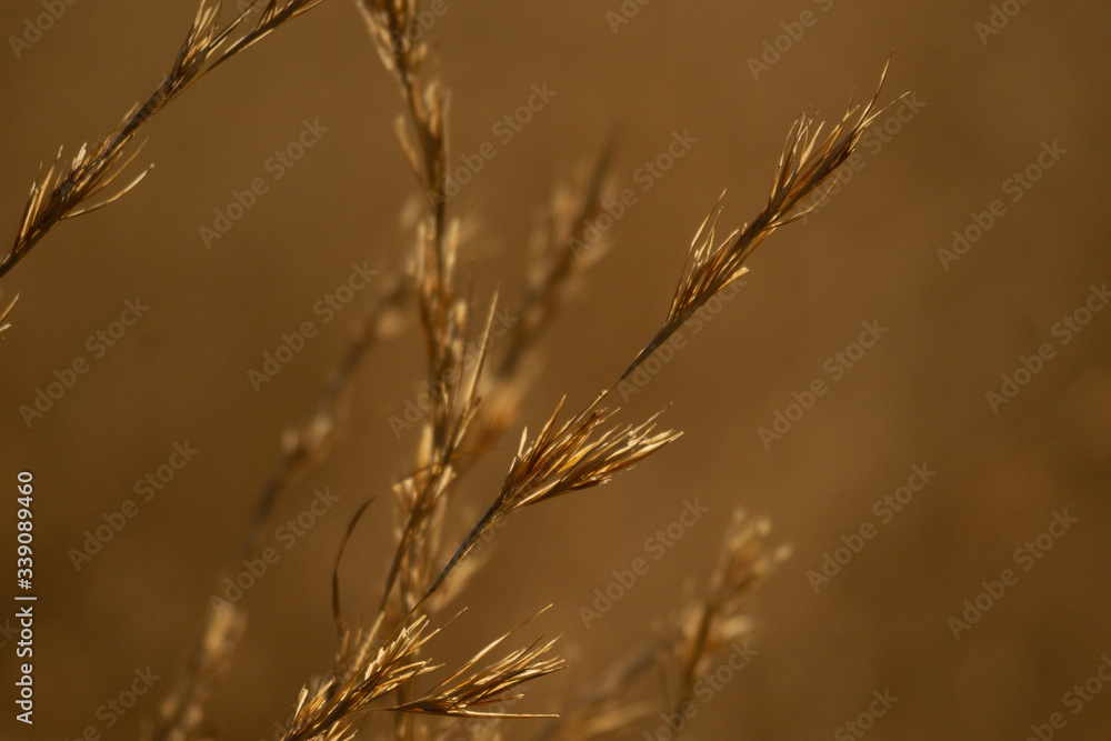 Obraz premium grass