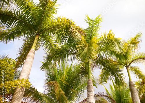 Beautiful palm trees in the park.