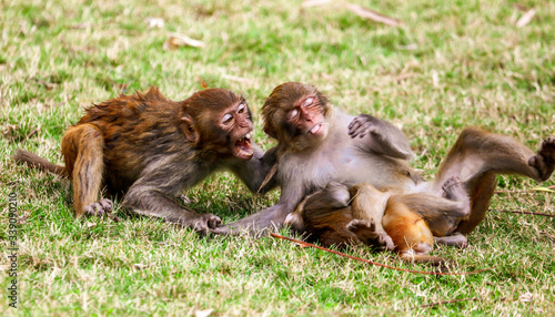 Monkey fight in the park © schankz