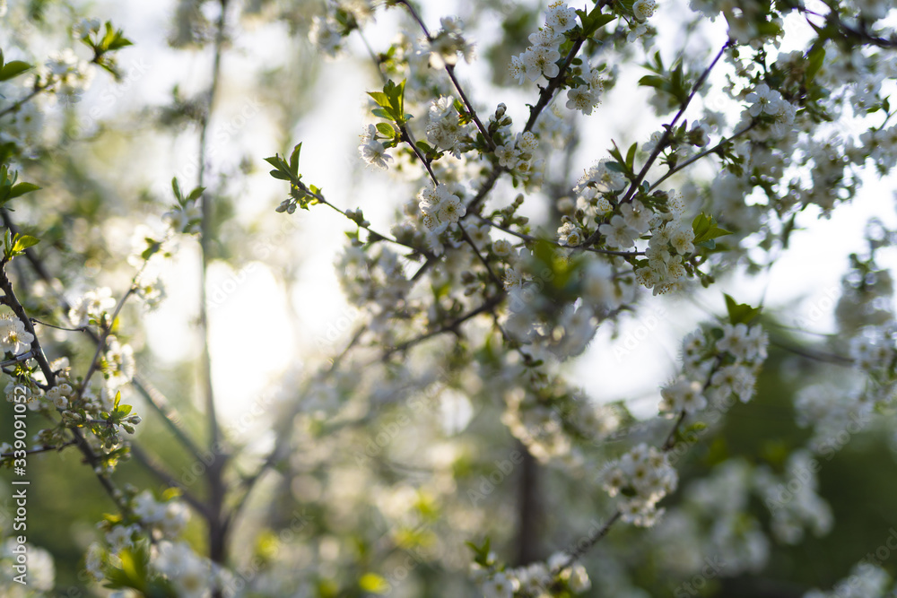 White flowering blossom background of British spring growth White flowering blossom background of British spring growth