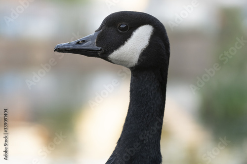 The head of a Canada goose with white mark