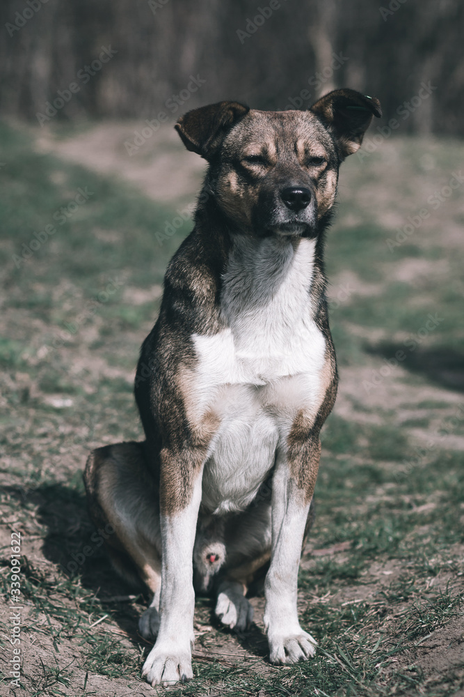 Sad dog. Homeless dog. A sad dog is sitting on the ground. Dog in the nature. Homeless doggy with a mark on the ear. Sad look of a doggie. Lonely doggy.