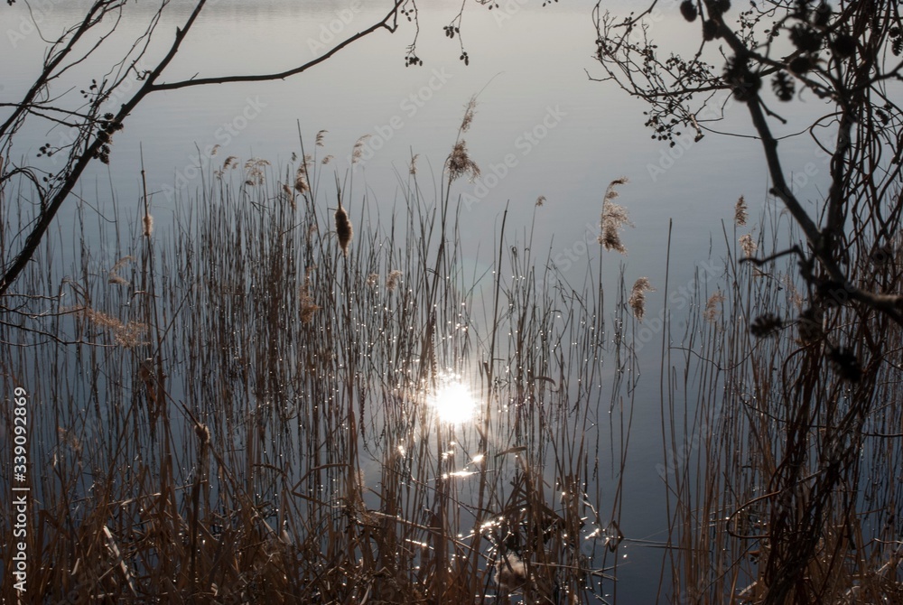 Obraz premium Spring bottling of a small river, trees are reflected in the water