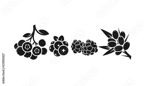 Berries. Healthy food. Isolated blueberry cranberry blackberry and sea buckthorn berry 