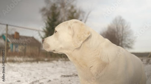 dog in snow