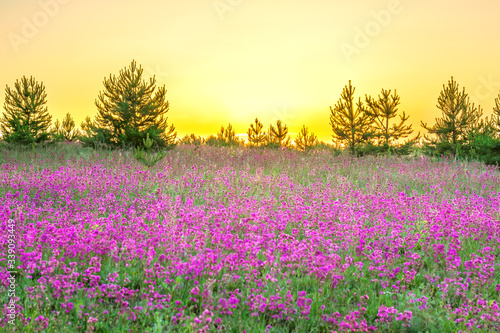amazing spring landscape with flowering purple flowers in meadow