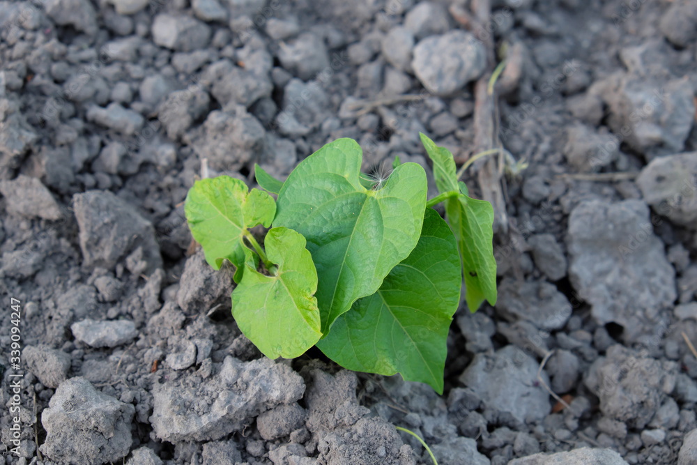 A beanstalk sprouts in the garden. Horticulture. A beanstalk sprouts in the garden. Horticulture.