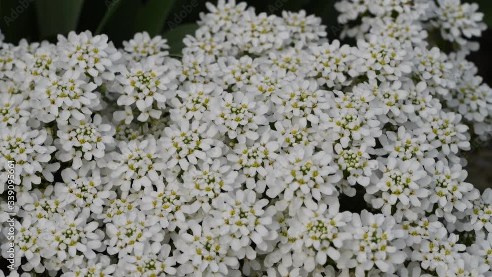 Colorful flowers in the garden. Spring Colorful flowers in the garden. Spring