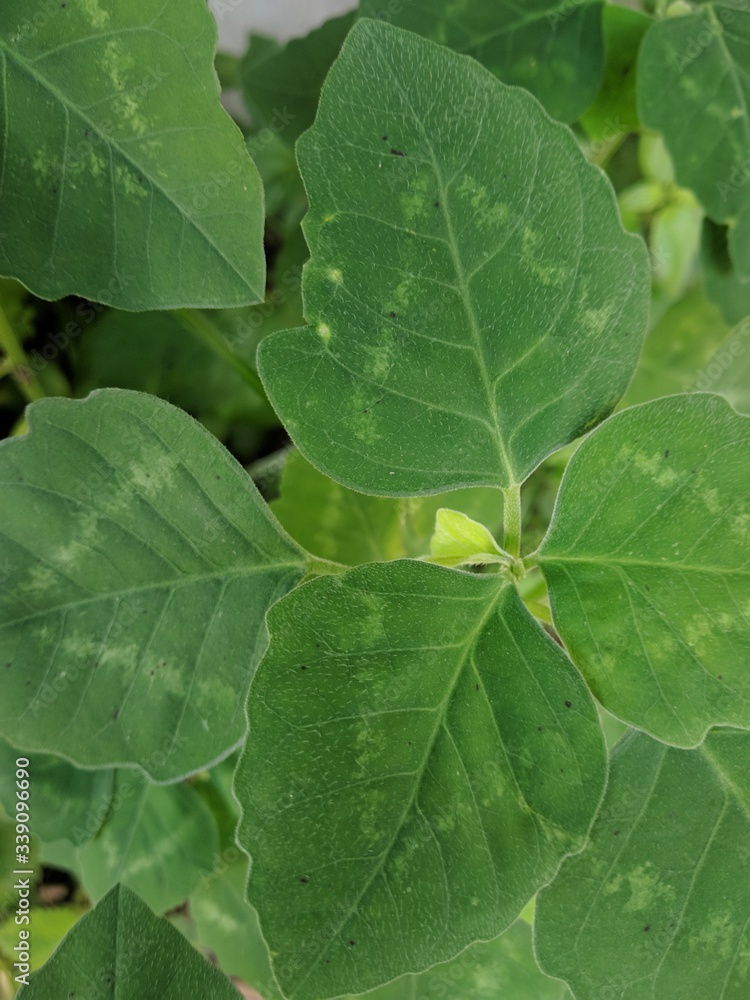 close up beautiful texture of green leaves. close up beautiful texture of green leaves.