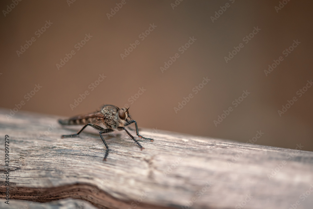The macrophoto of a black flying insect on a light surface The macrophoto of a black flying insect on a light surface
