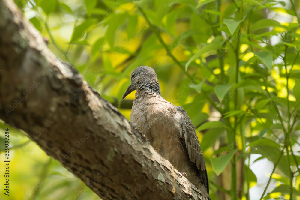 Fototapeta premium Bird on Cinnamomum camphora tree