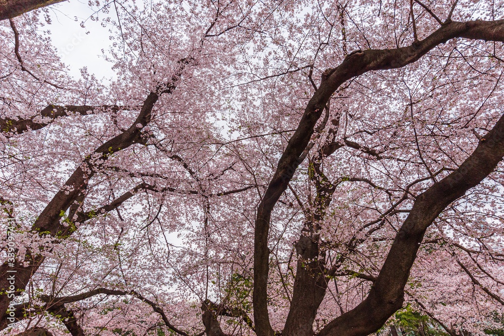 Cherry trees are in full bloom - Tokyo's most popular park for cherry blossom viewing in April. Kinuta public park is very famous for cherry blossom viewing. Cherry trees are in full bloom - Tokyo's most popular park for cherry blossom viewing in April. Kinuta public park is very famous for cherry blossom viewing.