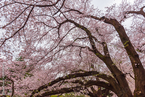 Cherry trees are  in full bloom - Tokyo's most popular park for cherry blossom viewing in April. Kinuta public park is very famous for cherry blossom viewing. photo