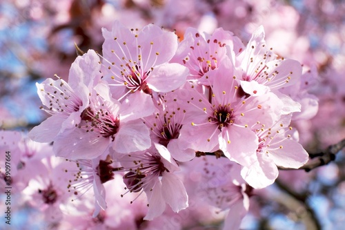 A twig of tree with pink flowers.  Prunus subhirtella (Prunus × subhirtella), the winter-flowering cherry, spring cherry, Higan cherry, or rosebud cherry, is a small deciduous flowering tree.