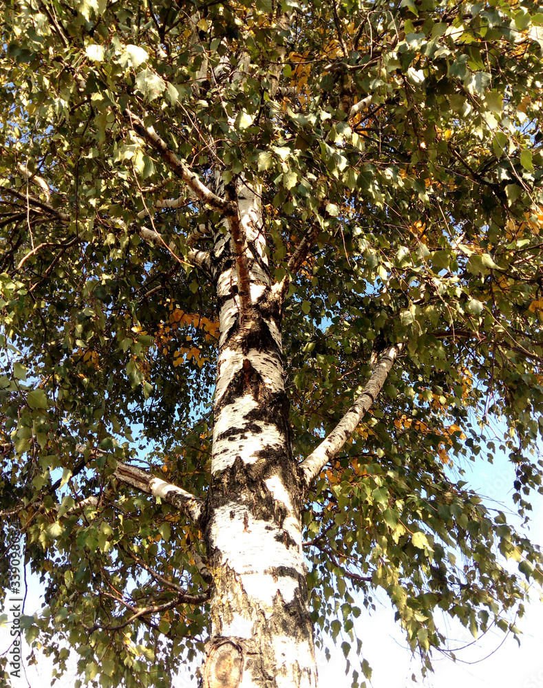 Fototapeta premium Trees in the green and gold park