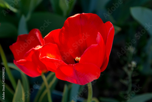 Tulipes en fleur