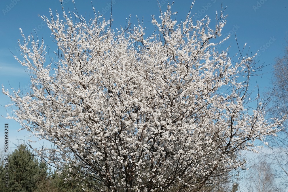 Blooming fruit trees in spring. White small flowers of Mirabelle plum, also known as mirabelle prune or cherry plum (Prunus domestica subsp. syriaca). Blooming fruit trees in spring. White small flowers of Mirabelle plum, also known as mirabelle prune or cherry plum (Prunus domestica subsp. syriaca).