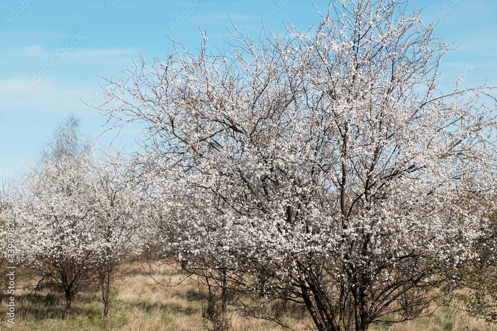 Blooming fruit trees in spring. White small flowers of Mirabelle plum, also known as mirabelle prune or cherry plum (Prunus domestica subsp. syriaca). Blooming fruit trees in spring. White small flowers of Mirabelle plum, also known as mirabelle prune or cherry plum (Prunus domestica subsp. syriaca).