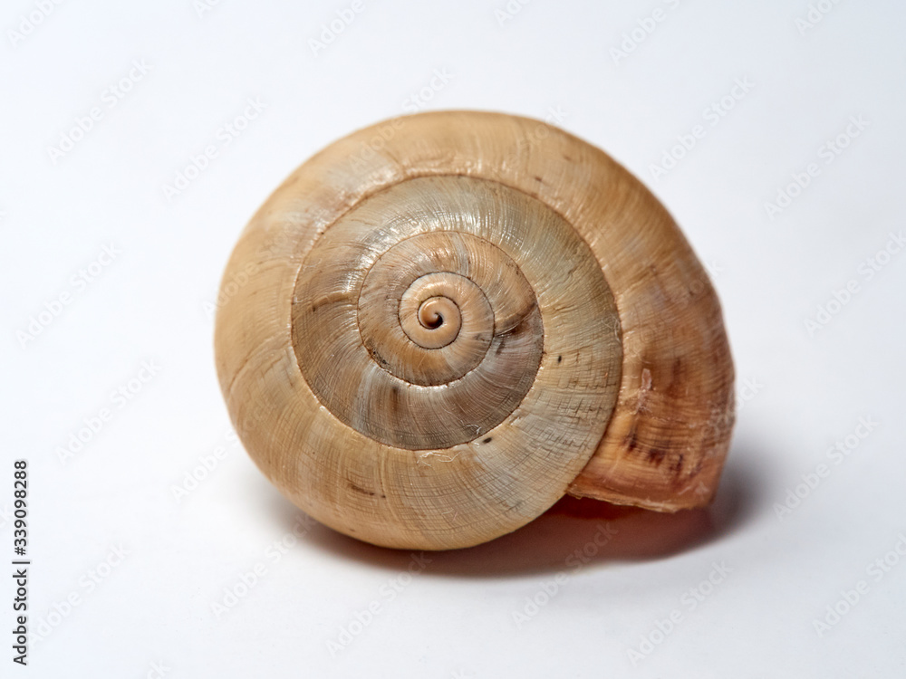 A small Mediterranean snail with a yellow shell on a white background. Theba pisana