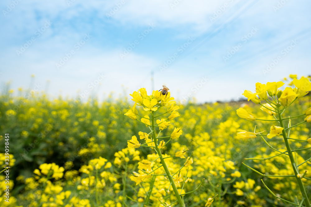 The flying bee and rape flowers blooming in spring The flying bee and rape flowers blooming in spring