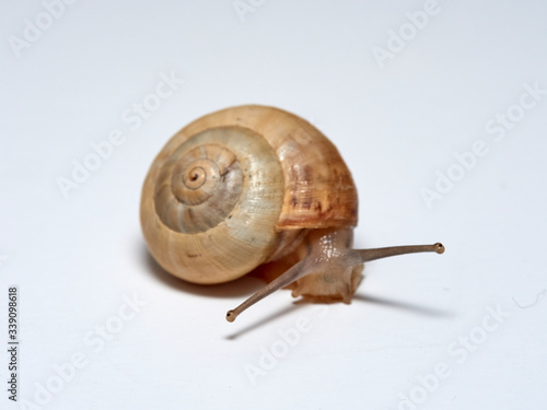 A small Mediterranean snail with a yellow shell on a white background. Theba pisana photo