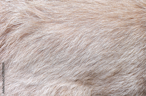 Brown cat fur skin abstract on background