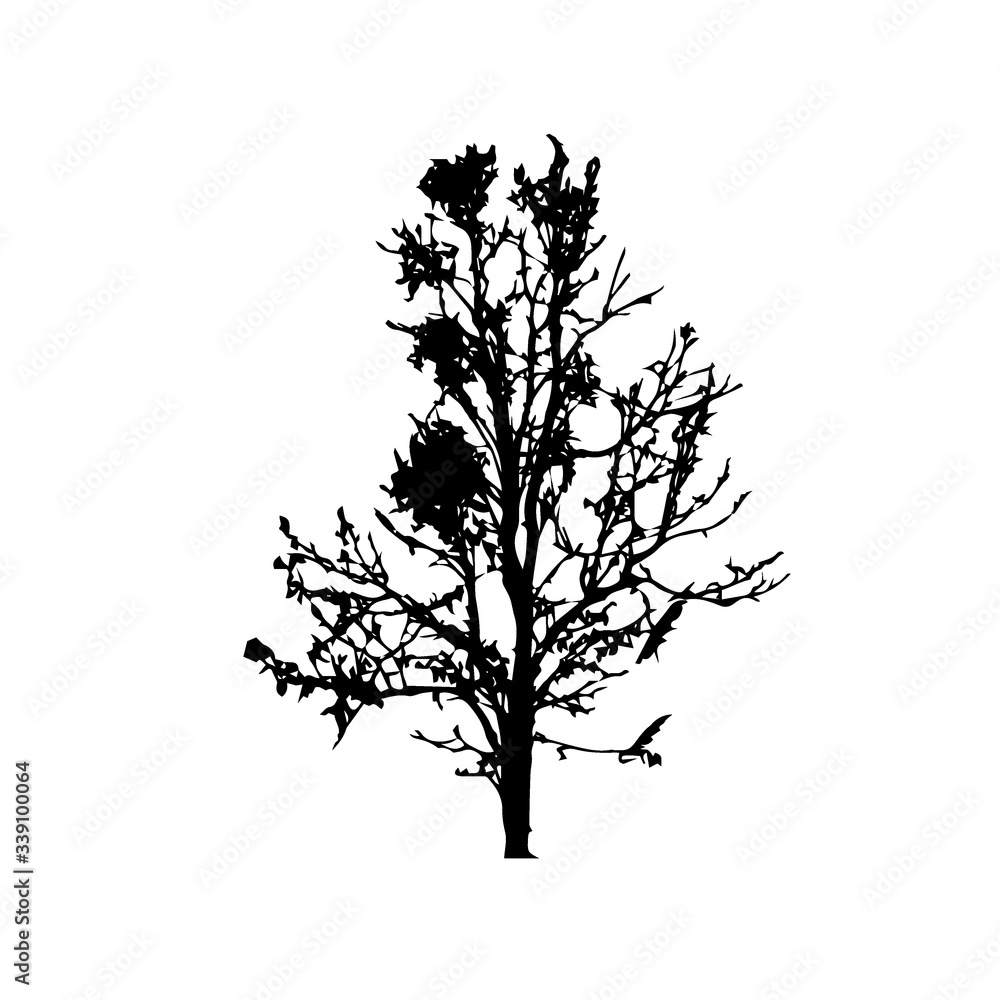 Tree silhouettes on white background. Vector illustration. Tree silhouettes on white background. Vector illustration.